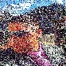 zile_gutaa
